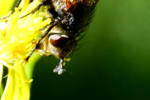 Peleteria rubescens